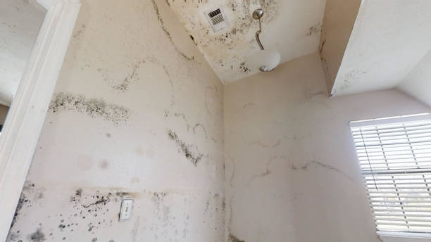 Professional Mold Removal in Lula, GA
