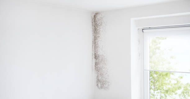Asbestos and Lead Testing During Mold Inspection in Lula, GA