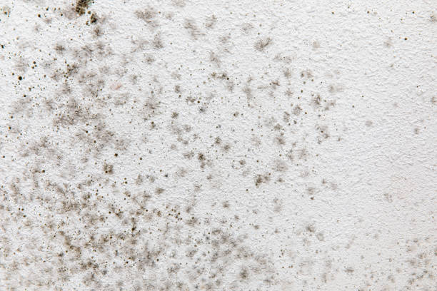 Mold Odor Removal Services in Lula, GA